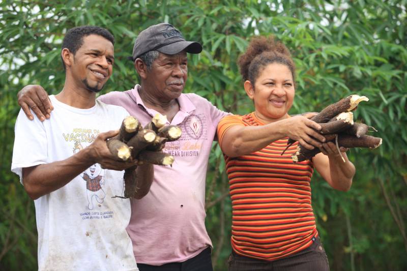 O dia começa cedo para a família do agricultor Adilson dos Santos, 33 anos. Produtores de mandioca da comunidade quilombola Boa Vista do Itá, de Santa Izabel do Pará, região metropolitana de Belém, eles são o retrato de uma tradição que vem se perpetuando por gerações e garantindo na mesa dos paraenses o produto que é a base alimentar do Estado. Do plantio ao beneficiamento, o lavrador herdou do pai a cultura que hoje é a principal fonte de renda da vila, onde vivem cerca de 50 famílias. No Pará, 96% da mandioca produzida vem da agricultura familiar. “Mandioca é pop, mandioca é tudo”, brinca Adilson. Ele está certo. Os produtos derivados da planta são diversos e ajudam a compor alguns dos pratos típicos mais conhecidos da região. Quase onipresente na mesa do paraense, a farinha é, muitas vezes, o alimento principal, nos sete dias da semana. Mas para chegar até as nossas casas, é preciso muito esforço e dedicação, aliado ao emprego de pesquisa e investimentos cada vez maiores do poder público. O conhecimento empírico do homem do campo hoje recebe o apoio de novas tecnologias e técnicas de plantio, que resultam em mais qualidade e produtividade. Na foto, o agricultor Adilson dos Santos (e), 33 anos, o pai Antônio (c) e Raimunda do carmo.
FOTO: MÁCIO FERREIRA / AG PARÁ
DATA: 25.02.2018
SANTA IZABEL DO PARÁ
<div class='credito_fotos'>Foto: MÁCIO FERREIRA/ AG. PARÁ | <a href='/midias/2018/originais/b4fc0cb0-5346-4443-82e1-4c6069d05949.jpg' download><i class='fa-solid fa-download'></i> Download</a></div>