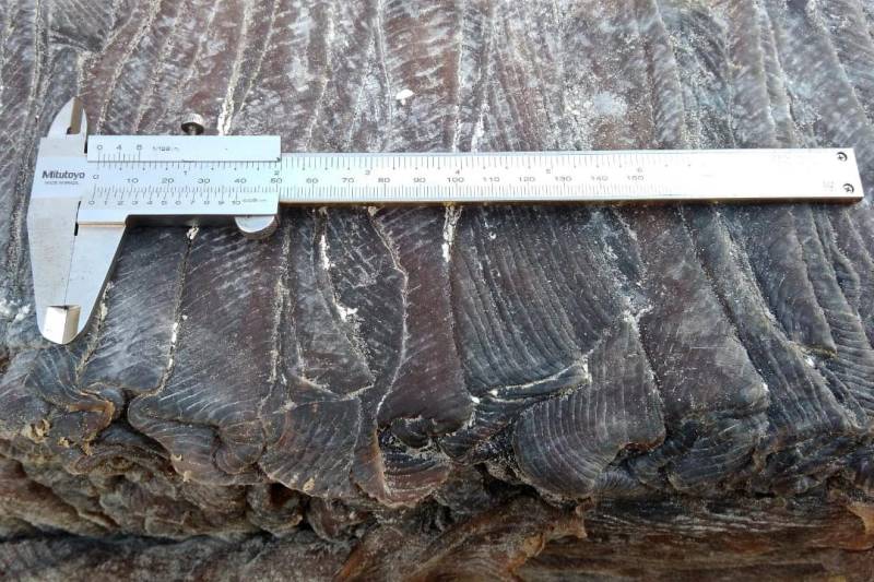 Três volumes não identificados foram encontrados na quarta-feira (31/10), nas regiões da Praia da Princesa e Praia do Mupéua, na Ilha de Algodoal, município de Maracanã; e na praia de Ajuruteua, no município de Bragança, todas localizadas no nordeste paraense.
FOTO: ROSÂNGELA SOUZA / ASCOM IDEFLOR-BIO
DATA: 31.10.2018
MARACANÃ - PARÁ <div class='credito_fotos'>Foto: Ascom Ideflor-Bio | <a href='/midias/2018/originais/b73d2768-4b5b-40f1-976a-d5ea5a39416b.jpg' download><i class='fa-solid fa-download'></i> Download</a></div>