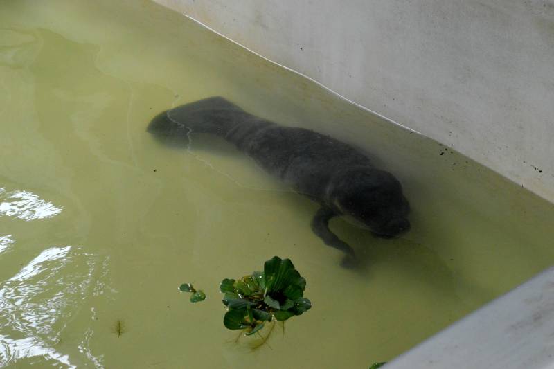 A Secretaria de Meio Ambiente e Sustentabilidade (Semas) doou 100 pacotes de leite para a filhote fêmea de peixe-boi, resgatada pela própria secretaria, com o apoio de outros órgãos, no início desta semana. A doação foi uma ação coordenada pela Secretária Adjunta de Gestão Administrativa e Tecnologia, Socorro Colares.
FOTO: ASCOM SEMAS
DATA: 28.04.2018
BELÉM - PARÁ <div class='credito_fotos'>Foto: ASCOM SEMAS | <a href='/midias/2018/originais/b7dcdfd7-7a96-4203-82d5-636cdb8d2f8e.jpg' download><i class='fa-solid fa-download'></i> Download</a></div>