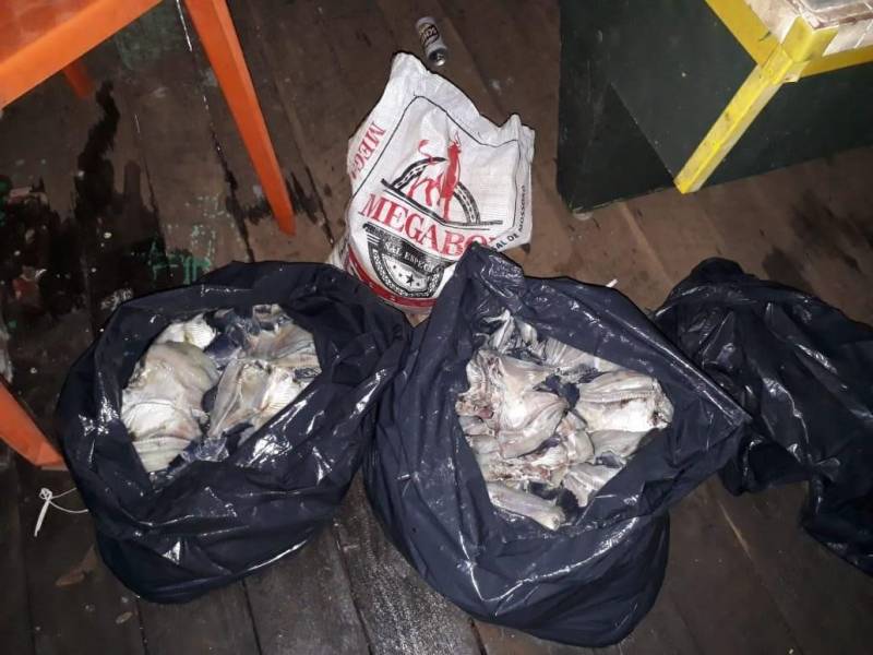 Uma tonelada e meia de pescados foi apreendida neste sábado (8) em mais uma mega operação de fiscalização no município de Tucuruí, sudeste paraense. O pescado era mantido em condições insalubres no porto do km 11 e em estabelecimentos residenciais e comerciais em Tucuruí. Além do pescado, foram apreendidos também cinco pássaros, balanças, basquetas e um freezer. Os peixes apreendidos que estavam em boas condições foram doados a comunidades carentes de Goianésia do Pará, Jacundá e Tucuruí. A operação foi realizada pelo Instituto de Desenvolvimento Florestal e da Biodiversidade (Ideflor-bio), em parceira com a Secretaria Estadual de Meio Ambiente e Sustentabilidade (Semas), a Polícia Militar, Eletronorte, Justiça Federal e as secretarias municipais de meio ambiente de Tucuruí, Goianésia do Pará e Jacundá.

FOTO: ASCOM / IDEFLOR-BIO
DATA: 09.12.2018
TUCURUÍ - PARÁ <div class='credito_fotos'>Foto: ASCOM / IDEFLOR-BIO   |   <a href='/midias/2018/originais/bb3a3905-b0ea-4a54-b3e3-b3a70485ddcd.jpg' download><i class='fa-solid fa-download'></i> Download</a></div>