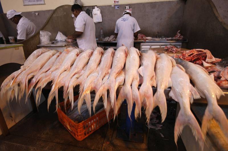 A proibição da saída do pescado durante a Semana Santa já vem sendo posta em prática há mais de duas décadas, mas, ao longo dos últimos anos, vem perdendo cada vez mais a eficácia. Na fato, pescado na feira do Ver-o-Peso.
FOTO: RODOLFO OLIVEIRA / ARQUIVO AG. PARÁ
DATA: 07.03.2018
BELÉM - PARÁ <div class='credito_fotos'>Foto: Rodolfo Oliveira/Ag. Pará | <a href='/midias/2018/originais/bb578cab-24b1-476e-9295-93e31f130104.jpg' download><i class='fa-solid fa-download'></i> Download</a></div>