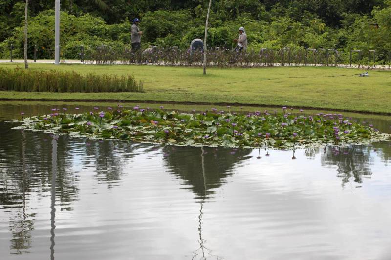 Com uma área equivalente a 1340 campos de futebol (1.340 hectares) o Parque Estadual do Utinga possui uma fauna exuberante com mais de 200 espécies de aves registradas e a maior biodiversidade de peixes em parques em todo o mundo com 90 espécies de peixes catalogadas.
FOTO: ANTONIO SILVA / AG. PARÁ
DATA: 03.03.2018
BELÉM - PARÁ <div class='credito_fotos'>Foto: Antônio Silva/Ag. Pará | <a href='/midias/2018/originais/bbd85e45-b05c-4b49-8d29-e252e9238907.jpg' download><i class='fa-solid fa-download'></i> Download</a></div>