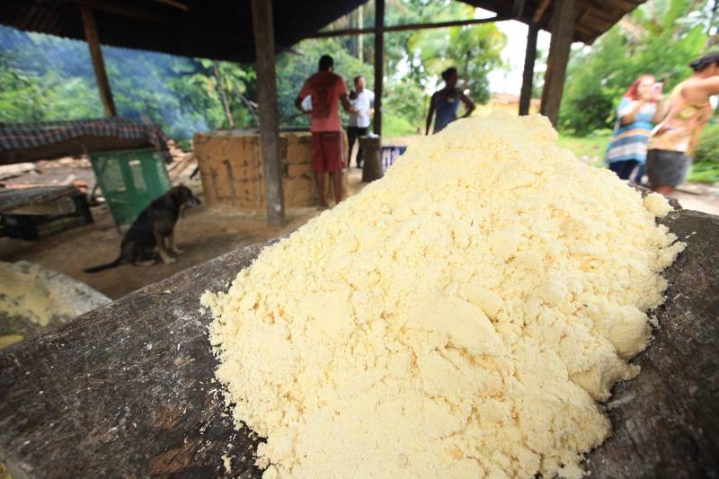 O dia começa cedo para a família do agricultor Adilson dos Santos, 33 anos. Produtores de mandioca da comunidade quilombola Boa Vista do Itá, de Santa Izabel do Pará, região metropolitana de Belém, eles são o retrato de uma tradição que vem se perpetuando por gerações e garantindo na mesa dos paraenses o produto que é a base alimentar do Estado. Do plantio ao beneficiamento, o lavrador herdou do pai a cultura que hoje é a principal fonte de renda da vila, onde vivem cerca de 50 famílias. No Pará, 96% da mandioca produzida vem da agricultura familiar. “Mandioca é pop, mandioca é tudo”, brinca Adilson. Ele está certo. Os produtos derivados da planta são diversos e ajudam a compor alguns dos pratos típicos mais conhecidos da região. Quase onipresente na mesa do paraense, a farinha é, muitas vezes, o alimento principal, nos sete dias da semana. Mas para chegar até as nossas casas, é preciso muito esforço e dedicação, aliado ao emprego de pesquisa e investimentos cada vez maiores do poder público. O conhecimento empírico do homem do campo hoje recebe o apoio de novas tecnologias e técnicas de plantio, que resultam em mais qualidade e produtividade.
FOTO: MÁCIO FERREIRA / AG PARÁ
DATA: 25.02.2018
SANTA IZABEL DO PARÁ
<div class='credito_fotos'>Foto: MÁCIO FERREIRA/ AG. PARÁ | <a href='/midias/2018/originais/bde6e0b7-ef60-45f8-8765-ef768a07f694.jpg' download><i class='fa-solid fa-download'></i> Download</a></div>