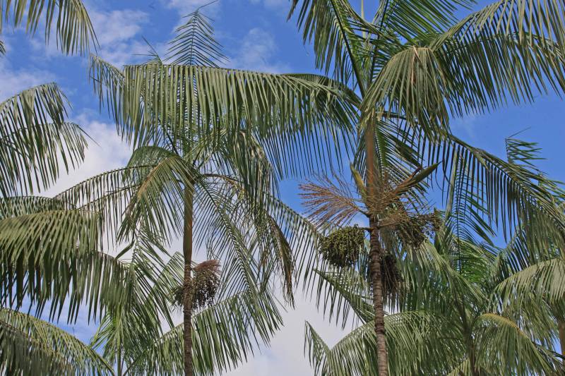 Fica no Pará a cidade que é conhecida como a capital mundial do açaí (foto). Igarapé-Miri, no Baixo Tocantins, localizada a cerca de 78 quilômetros de Belém, respira e vive do fruto que está na mesa do paraense há gerações. Com o desafio de transformar essa meca da produção açaizeira em uma potência industrial, o governo do Estado colocou o município na rota da Caravana Pará 2030, para apresentar aos empresários e produtores locais os benefícios de fazer parte do programa que traça novos horizontes e mercados para o açaí nosso de todo dia. Na última passagem da caravana por Igarapé-Miri, no mês passado, pelo menos sete empresas que hoje extraem a polpa do açaí buscaram informações junto à Secretaria de Estado de Desenvolvimento Econômico, Mineração e Energia (Sedeme) para saber mais sobre o programa de incentivos fiscais cujo objetivo é estimular a verticalização da produção. No município, três já são incentivadas: Amazon Palmitos Ltda., Nutrilatino Indústria e Comércio de Exportação e Importação Ltda. e Bony Açaí. As empresas que aderem ao programa recebem incentivo fiscal de até 95% e, em contrapartida, se comprometem a colocar no mercado produtos de maior valor agregado. “Precisamos deixar de ser um Estado meramente exportador de açaí in natura ou em polpa para nos tornarmos também um expoente na indústria. Hoje, grande parte do nosso fruto sai do Pará para ser industrializado em outros Estados. Ao trazer esse processo para cá, estaremos gerando empregos locais e promovendo o desenvolvimento”, defende o titular da Sedeme, Adnan Demachki.
FOTO: RODOLFO OLIVEIRA / AG. PARÁ
DATA: 16.03.2018
IGARAPÉ - MIRI - PARÁ <div class='credito_fotos'>Foto: Rodolfo Oliveira/Ag. Pará | <a href='/midias/2018/originais/bf351055-1cb1-45f6-a039-5ab5c9e14331.jpg' download><i class='fa-solid fa-download'></i> Download</a></div>