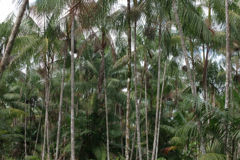 Mais de 300 produtores compareceram à arena Bira's, em Igarapé-Miri, no nordeste paraense, na manhã de quinta-feira (15), em busca de informações sobre crédito, qualificação profissional, regularização fundiária e cadeia produtiva. O público foi atendido pela "Caravana Pará 2030 - Igarapé-Miri", promovida pelo governo do Estado, que levou ao município os serviços de várias secretarias, bancos e instituições ligadas à produção e à intermediação de negócios.
FOTO: RODOLFO OLIVEIRA / AG. PARÁ
DATA: 16.03.2018
IGARAPÉ-MIRI - PARÁ <div class='credito_fotos'>Foto: Rodolfo Oliveira/Ag. Pará | <a href='/midias/2018/originais/bfba9c1c-7cf0-4641-8c9c-68d9c5be433f.jpg' download><i class='fa-solid fa-download'></i> Download</a></div>