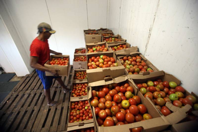 Quem foi às Centrais de Abastecimento do Pará (Ceasa-PA) nesta segunda-feira (4) já conseguiu adquirir diversos hortifrutigranjeiros que estavam em falta por conta da greve dos caminhoneiros. O movimento, que durou mais de 10 dias em todo o país, prejudicou o abastecimento desses produtos em quase todas as cidades brasileiras.

FOTO: SIDNEY OLIVEIRA / AG. PARÁ
DATA: 04.06.2018
BELÉM - PARÁ <div class='credito_fotos'>Foto: Sidney Oliveira/Ag. Pará   |   <a href='/midias/2018/originais/c1e74588-cf3e-4c13-9dd5-0f61b2279a76.jpg' download><i class='fa-solid fa-download'></i> Download</a></div>