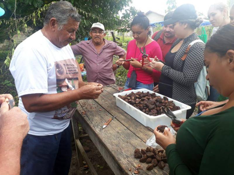 Terminou nesta sexta-feira (13), no município de Mojuí dos Campos, na região do Baixo Amazonas, a oficina (foto) para produção de mudas de castanha-do-Pará e Ipê. A capacitação iniciou na última quarta-feira (11) e foi realizada pelo Escritório Regional do Baixo Amazonas do Instituto de Desenvolvimento Florestal e da Biodiversidade (Ideflor-bio), em parceria com a Empresa de Assistência Técnica e Extensão Rural do Pará (Emater), Secretaria de Desenvolvimento Agropecuário e da Pesca (Sedap), Prefeitura de Mojuí dos Campos e Cooperativa Mista Agroextrativista do Tapajós (Coomaplas). A ação busca incentivar a diversificação na produção de agricultores familiares e técnicos do município.
FOTO: SAMUEL ALVARENGA / SECOM
DATA: 13.04.2018
MOJUÍ DOS CAMPOS - PARÁ <div class='credito_fotos'>Foto: Samuel Alvarenga / Secom | <a href='/midias/2018/originais/c1f67345-68ef-4cea-a118-bb5767eb87b4.jpg' download><i class='fa-solid fa-download'></i> Download</a></div>