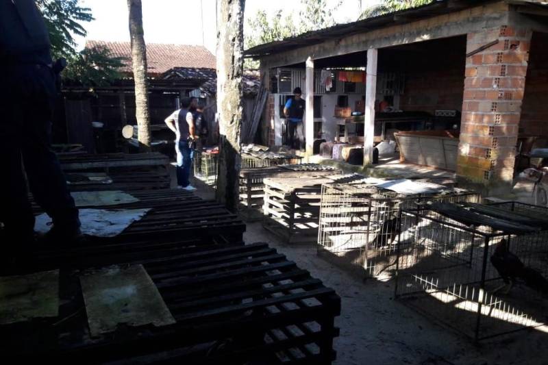 Policiais civis da Divisão Especializada em Meio Ambiente (Dema), com apoio da Superintendência da Região Integrada do Guamá, desencadearam nesta quinta-feira (7) a Operação Sapucaí, no município de Castanhal, para combater crimes ambientais relacionados à prática ilegal de rinha de galos. Durante a ação policial, 36 galos da espécie Índio Brasileiro foram resgatados de um cativeiro.
FOTO: ASCOM /POLÍCIA CIVIL
DATA: 07.06.2018
CASTANHAL - PARÁ <div class='credito_fotos'>Foto: Polícia Civil | <a href='/midias/2018/originais/c2c7421c-07e9-4e3c-8e0b-0bc0fa251d5f.jpg' download><i class='fa-solid fa-download'></i> Download</a></div>