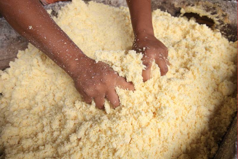 O dia começa cedo para a família do agricultor Adilson dos Santos, 33 anos. Produtores de mandioca da comunidade quilombola Boa Vista do Itá, de Santa Izabel do Pará, região metropolitana de Belém, eles são o retrato de uma tradição que vem se perpetuando por gerações e garantindo na mesa dos paraenses o produto que é a base alimentar do Estado. Do plantio ao beneficiamento, o lavrador herdou do pai a cultura que hoje é a principal fonte de renda da vila, onde vivem cerca de 50 famílias. No Pará, 96% da mandioca produzida vem da agricultura familiar. “Mandioca é pop, mandioca é tudo”, brinca Adilson. Ele está certo. Os produtos derivados da planta são diversos e ajudam a compor alguns dos pratos típicos mais conhecidos da região. Quase onipresente na mesa do paraense, a farinha é, muitas vezes, o alimento principal, nos sete dias da semana. Mas para chegar até as nossas casas, é preciso muito esforço e dedicação, aliado ao emprego de pesquisa e investimentos cada vez maiores do poder público. O conhecimento empírico do homem do campo hoje recebe o apoio de novas tecnologias e técnicas de plantio, que resultam em mais qualidade e produtividade.
FOTO: MÁCIO FERREIRA / AG PARÁ
DATA: 25.02.2018
SANTA IZABEL DO PARÁ
<div class='credito_fotos'>Foto: MÁCIO FERREIRA/ AG. PARÁ | <a href='/midias/2018/originais/c38a877f-8637-402c-9be6-5942c5cb4232.jpg' download><i class='fa-solid fa-download'></i> Download</a></div>