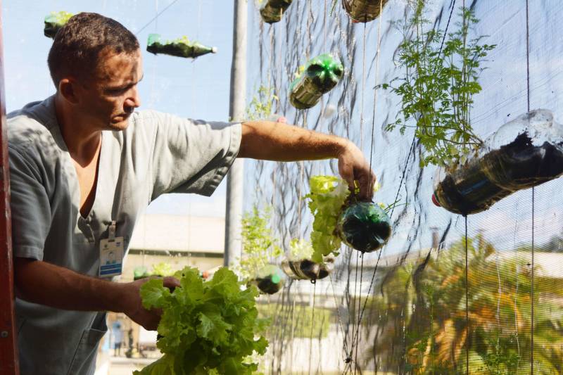 A preocupação com a alimentação saudável, livre de agrotóxicos e adubos químicos, vem aumentando nas primeiras décadas do século XXI. É nesse contexto que começam a ser adotados os alimentos orgânicos, produzidos com técnicas que respeitam o meio ambiente e visam a qualidade de vida de quem os consome. O Hospital Metropolitano de Urgência e Emergência (HMUE), em Ananindeua, implantou uma horta orgânica para pôr em prática os princípios da alimentação saudável e sustentabilidade. A unidade, gerenciada pela Pró-Saúde Associação Beneficente de Assistência Social e Hospitalar sob contrato com a Secretaria de Estado de Saúde Pública (Sespa), chega à sua terceira colheita de hortaliças em 2018, após meses de preparação e esforços dos colaboradores do Serviço de Higienização e Limpeza (SHL), que trabalharam na implantação e, agora, são os responsáveis pelo plantio, manutenção e colheita no espaço.

FOTO: ASCOM / HMUE
DATA: 23.03.2018
ANANINDEUA - PARÁ <div class='credito_fotos'>Foto: ASCOM HMUE   |   <a href='/midias/2018/originais/c5dc7492-a174-4abc-a8e2-78bb60a592d7.jpg' download><i class='fa-solid fa-download'></i> Download</a></div>