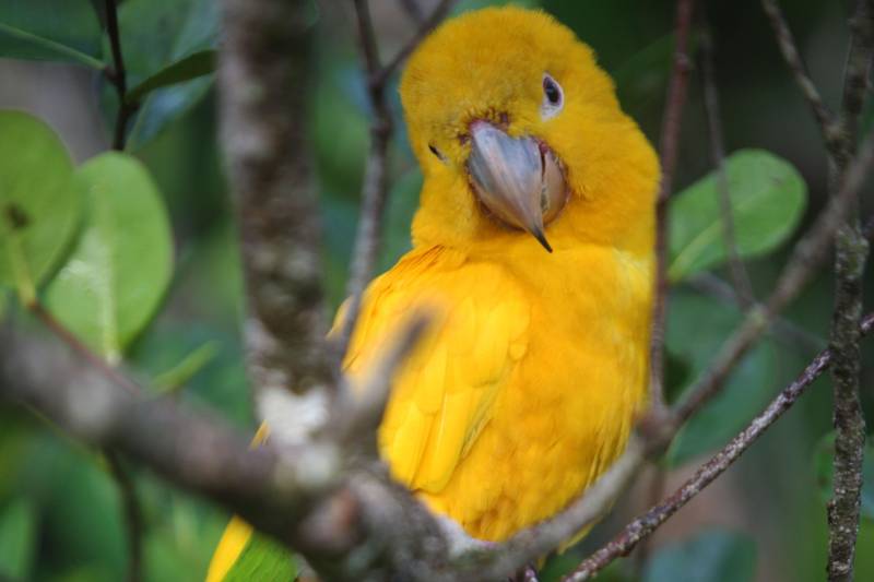 Bastante aguardado, o novo Parque Estadual do Utinga (PEUt) será reaberto ao público pelo Governo do Estado nos próximos dias 16 e 17 de março. Os serviços do mais importante espaço de preservação e estudo da biodiversidade dentro da Região Metropolitana de Belém serão oferecidos em caráter experimental. Na sexta-feira, a partir das 16h30, serão realizadas apresentações artísticas, com o Boi Veludinho, crianças do Pro Paz e a premiada Orquestra Sinfônica do Theatro da Paz. A apresentação será em um espaço ao ar livre e não será necessária a retirada de ingressos, por esse motivo, a recomendação é que o público chegue cedo, porque a entrada será fechada quando o espaço estiver lotado. No sábado, será realizada uma grande caminhada, a partir das 8 horas, com paradas para informações educativas sobre a fauna, flora e sobre os novos espaços. Por conta da grande quantidade de pessoas, incluindo crianças e idosos, o Corpo de Bombeiros recomendou e, a organização do evento acatou, a necessidade de se evitar durante a manhã do sábado o trânsito de veículos sobre rodas, como carros, bicicletas, skates e patins. Depois das 12 horas e durante todo o funcionamento do parque, a entrada e o uso por praticantes desta modalidade está completamente liberada no Parque. No domingo, o parque funciona normalmente ao público no horário de 5h30 às 17h, assim como nos outros dias, de segunda a segunda.
FOTO: IGOR BRANDÃO / AG PARÁ
DATA: 11.032018
BELÉM - PARÁ <div class='credito_fotos'>Foto: Thiago Gomes /Ag. Pará | <a href='/midias/2018/originais/c66b8d4f-80ec-4695-8088-2f6379b03f60.jpg' download><i class='fa-solid fa-download'></i> Download</a></div>