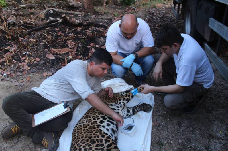Animais silvestres do mantenedor Gavião Real, em Capitão Poço, no nordeste paraense, foram remanejados, nesta terça-feira (6), para a Fundação Zoobotânica de Marabá. A ação foi coordenada pela Secretaria Estadual de Meio Ambiente e Sustentabilidade (Semas), por meio da Diretoria de Fiscalização (Difisc), em parceria com o Instituto Evandro Chagas.

FOTO: ASCOM SEMAS
DATA: 06.11.2018
CAPITÃO POÇO - PARÁ <div class='credito_fotos'>Foto: ASCOM SEMAS   |   <a href='/midias/2018/originais/c6b5bb5d-621c-4db6-8486-d025c244996f.jpg' download><i class='fa-solid fa-download'></i> Download</a></div>