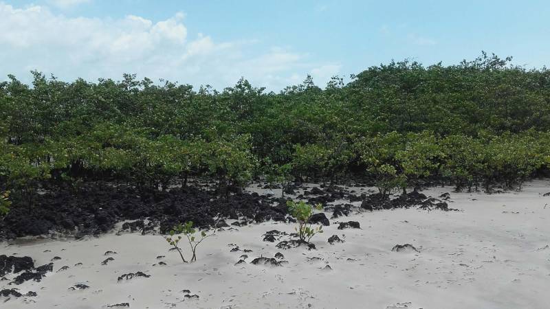 O Instituto de Desenvolvimento Florestal e da Biodiversidade (Ideflor-bio) publicou o Guia de Plantas da Área de Proteção Ambiental (APA) Algodoal-Maiandeua (foto) no FieldGuides, uma plataforma internacional para a indexação de espécies de plantas, animais, fungos, liquens e algas existentes no mundo. O FieldGuides é mantido pelo Field Museum Botanical Gardens em Chicago, nos Estados Unidos. O documento é ilustrado com fotos das diversas espécies vegetais e também com identificação do nome científico e família dessas plantas. O levantamento florístico que deu origem ao Guia começou a ser feito pela Gerência de Biodiversidade do Ideflor-bio em 2016, a partir de um projeto que previa a realização de diversas incursões fotográficas à APA Algodoal-Maiandeua.

FOTO: ASCOM / IDEFLOR-BIO
DATA: 20.12.2018
MARACANÃ - PARÁ
 <div class='credito_fotos'>Foto: Ascom Ideflor-Bio   |   <a href='/midias/2018/originais/c72d6ba4-2be9-49d4-a02c-8610ec15a647.jpg' download><i class='fa-solid fa-download'></i> Download</a></div>