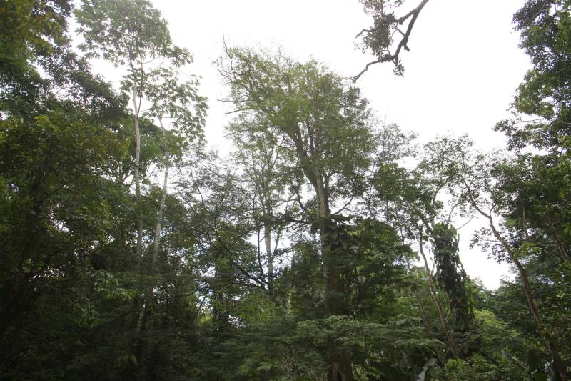 A floresta amazônica abriga aproximadamente 30 milhões espécies de vegetais, dentre esses as de maior destaque são a castanheira, a seringueira, o cacaueiro e um dos símbolos da Amazônia, a vitória-régia. No Parque Estadual do Utinga (Peut) -reaberto ao público pelo governo do Estado nos próximos dias 16 e 17 de março – em uma área de 1.393,088 hectares, é possível encontrar representantes dessas mesmas espécies. Criado para proporcionar um espaço de lazer à comunidade, o Peut é um verdadeiro laboratório desta biodiversidade.
FOTO: IGOR BRANDÃO / AG PARÁ
DATA: 13.03.2018
BELÉM - PARÁ <div class='credito_fotos'>Foto: IGOR BRANDÃO / AG. PARÁ | <a href='/midias/2018/originais/cb3426a1-71f6-4040-a5f5-cbad5d480a8b.jpg' download><i class='fa-solid fa-download'></i> Download</a></div>