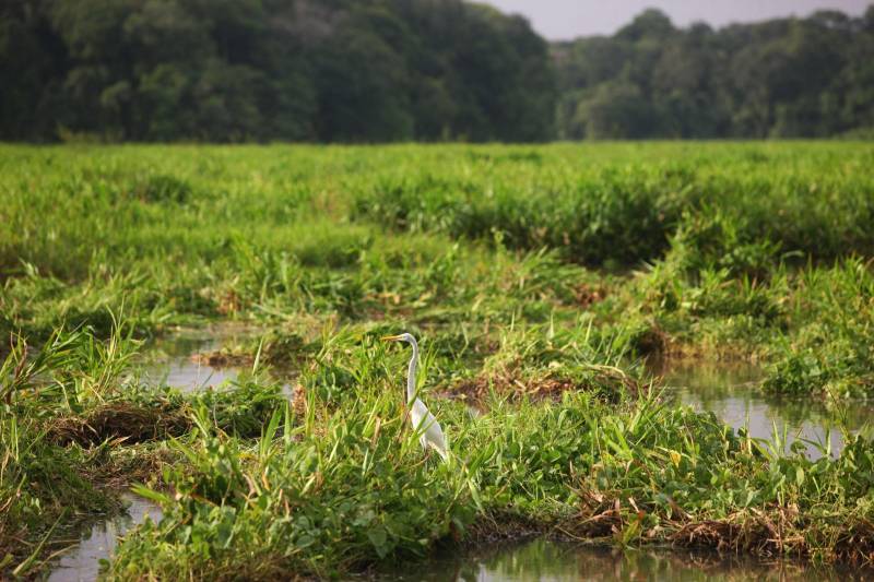 Com uma área equivalente a 1340 campos de futebol (1.340 hectares) o Parque Estadual do Utinga possui uma fauna exuberante com mais de 200 espécies de aves registradas e a maior biodiversidade de peixes em parques em todo o mundo com 90 espécies de peixes catalogadas.
FOTO: IGOR BRANDÃO / AG. PARÁ
DATA: 03.03.2018
BELÉM - PARÁ <div class='credito_fotos'>Foto: IGOR BRANDÃO / AG. PARÁ | <a href='/midias/2018/originais/cc64c5c6-f0e6-4397-94be-dd5702ec45f1.jpg' download><i class='fa-solid fa-download'></i> Download</a></div>