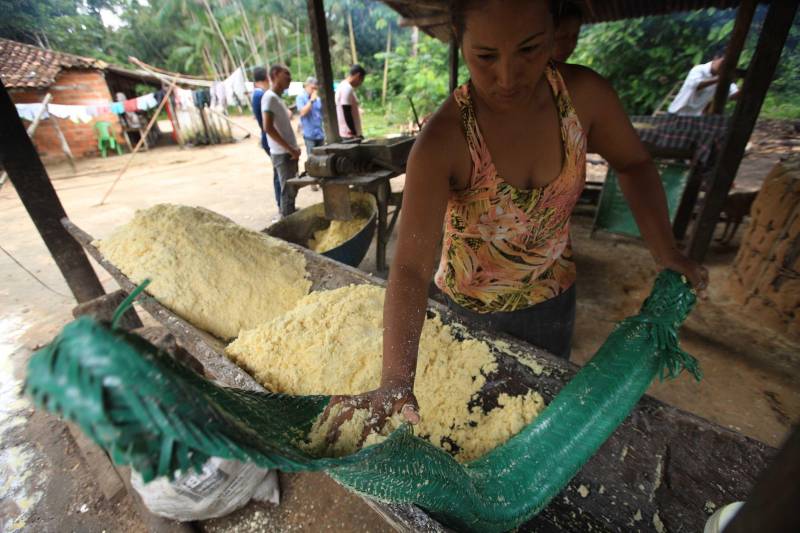 O dia começa cedo para a família do agricultor Adilson dos Santos, 33 anos. Produtores de mandioca da comunidade quilombola Boa Vista do Itá, de Santa Izabel do Pará, região metropolitana de Belém, eles são o retrato de uma tradição que vem se perpetuando por gerações e garantindo na mesa dos paraenses o produto que é a base alimentar do Estado. Do plantio ao beneficiamento, o lavrador herdou do pai a cultura que hoje é a principal fonte de renda da vila, onde vivem cerca de 50 famílias. No Pará, 96% da mandioca produzida vem da agricultura familiar. “Mandioca é pop, mandioca é tudo”, brinca Adilson. Ele está certo. Os produtos derivados da planta são diversos e ajudam a compor alguns dos pratos típicos mais conhecidos da região. Quase onipresente na mesa do paraense, a farinha é, muitas vezes, o alimento principal, nos sete dias da semana. Mas para chegar até as nossas casas, é preciso muito esforço e dedicação, aliado ao emprego de pesquisa e investimentos cada vez maiores do poder público. O conhecimento empírico do homem do campo hoje recebe o apoio de novas tecnologias e técnicas de plantio, que resultam em mais qualidade e produtividade. Na foto, Vilma dos Santos.
FOTO: MÁCIO FERREIRA / AG PARÁ
DATA: 25.02.2018
SANTA IZABEL DO PARÁ
<div class='credito_fotos'>Foto: MÁCIO FERREIRA/ AG. PARÁ | <a href='/midias/2018/originais/cdea8b6e-d5c2-4a8e-bc6d-6c9f6093e055.jpg' download><i class='fa-solid fa-download'></i> Download</a></div>