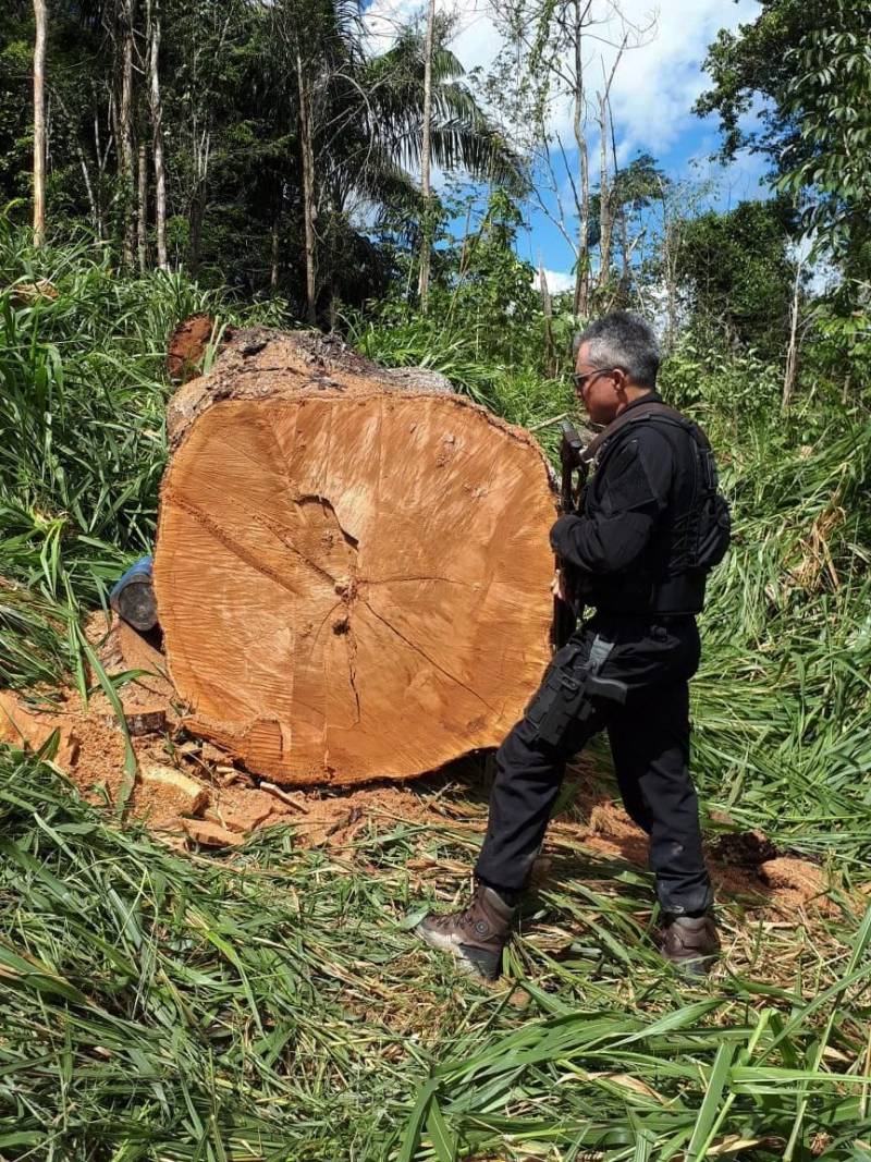 A Polícia Civil prendeu em flagrante três pessoas acusadas de crime contra o meio ambiente e associação criminosa, no município de Tucuruí, no sudeste paraense, durante operação deflagrada por policiais da Delegacia de Conflitos Agrários de Marabá (Deca). Segundo informação divulgada neste domingo (3), além dos três presos, cinco pessoas foram conduzidas para a Seccional de Tucuruí pelos policiais. Das cinco pessoas, quatro foram liberadas após serem enquadradas por transporte ilegal de madeira e derrubada de árvores para fins comerciais (foto). O outro detido prestou depoimento e foi liberado. Dois dos três presos em flagrante vão responder também por corrupção ativa, por terem oferecido aos policiais civis R$ 10 mil para serem liberados. Com os acusados foram apreendidos três caminhões carregados com madeiras nobres, uma motosserra e R$ 6 mil em espécie. A operação foi comandada pelo delegado Waney Alexandre, titular da Deca de Marabá.

FOTO: ASCOM / POLÍCIA CIVIL
DATA: 03.06.2018
TUCURUÍ - PARÁ <div class='credito_fotos'>Foto: Ascom / Polícia Civil   |   <a href='/midias/2018/originais/cf216911-9787-4f73-ba19-fd9bbd5f1e9e.jpg' download><i class='fa-solid fa-download'></i> Download</a></div>