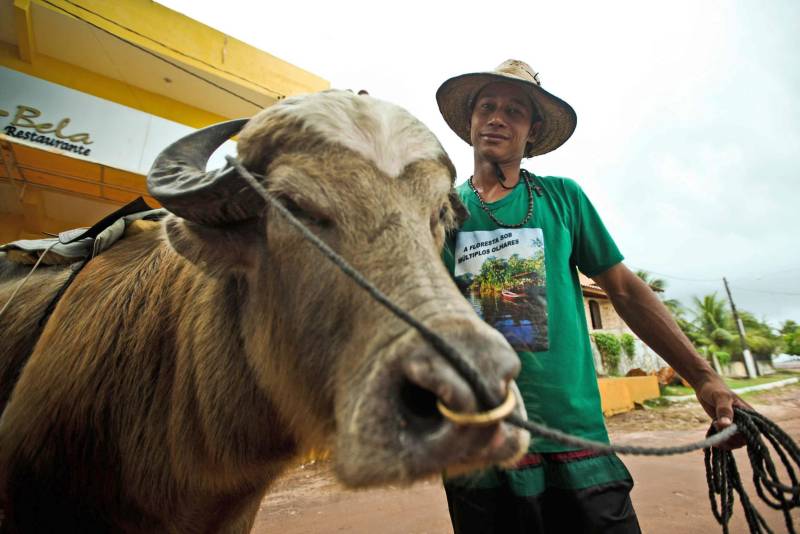 Um programa de inovação tecnológica promete intensificar a pecuária paraense e transformar o Estado no primeiro produtor e exportador de genética superior de bubalinos do Brasil. O Programa de Melhoramento Genético de Búfalos com Inovação para o Estado do Pará (Promebull) é resultado de convênio entre a Secretaria de Estado de Desenvolvimento Agropecuário e da Pesca (Sedap) e a Empresa Brasileira de Pesquisa Agropecuária (Embrapa). O convênio foi firmado nesta terça-feira, 3, na Federação da Agricultura e Pecuária do Pará (Faepa), com a presença do secretário Giovanni Queiroz, do chefe geral da Embrapa Amazônia Oriental, Adriano Venturieri, e de produtores. O Promebull vai utilizar sêmen importado da Índia e da Itália, países que já possuem a base genética de búfalos domésticos, para introduzir genética superior no rebanho paraense e elevar a qualidade dos animais. A Sedap vai financiar a importação de sêmen e a inseminação de búfalas para pequenos produtores e, desta forma, facilitar a importação pelos grandes criadores. Na foto, o búfalo Alemão.
FOTO: THIAGO GOMES / ARQUIVO AG. PARÁ
DATA: 08.07.2016
MARAJÓ - PARÁ <div class='credito_fotos'>Foto: Thiago Gomes /Ag. Pará | <a href='/midias/2018/originais/d004b0dd-7caa-4953-9381-21c65b470f3b.jpg' download><i class='fa-solid fa-download'></i> Download</a></div>