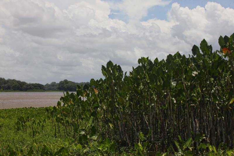 Com uma área equivalente a 1340 campos de futebol (1.340 hectares) o Parque Estadual do Utinga possui uma fauna exuberante com mais de 200 espécies de aves registradas e a maior biodiversidade de peixes em parques em todo o mundo com 90 espécies de peixes catalogadas.
FOTO: IGOR BRANDÃO / AG. PARÁ
DATA: 03.03.2018
BELÉM - PARÁ <div class='credito_fotos'>Foto: IGOR BRANDÃO / AG. PARÁ | <a href='/midias/2018/originais/d0c6a01b-e058-4067-a211-22926e53c31f.jpg' download><i class='fa-solid fa-download'></i> Download</a></div>