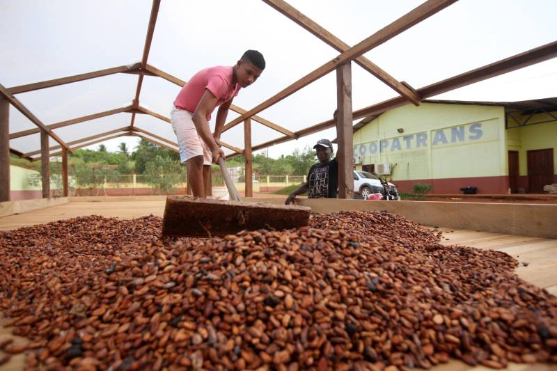 O estado com a maior diversidade e variedade de cacau no mundo, de onde a cultura cacaueira é originada, voltou a ser o maior produtor de amêndoas do país e com a meta de expandir sua produção cada vez mais. Desde 2016, o Pará voltou ao topo da produção de cacau com perspectiva de expandir cada vez mais. Uma das ações prioritárias é a produção de propágulos, materiais de ampliação da cultura, como sementes e clones resistentes às doenças, cujo projeto executado há 10 anos pela Comissão Executiva do Plano da Lavoura Cacaueira (Ceplac) está em fase de teste em Marituba, Tomé-Açu e Medicilândia (foto).

FOTO: SIDNEY OLIVEIRA / ARQUIVO AG. PARÁ
DATA: 24.11.2017
MEDICILÂNDIA - PARÁ
 <div class='credito_fotos'>Foto: Sidney Oliveira/Ag. Pará   |   <a href='/midias/2018/originais/d27d129e-c617-4f54-8fcb-7d2ff4735ae6.jpg' download><i class='fa-solid fa-download'></i> Download</a></div>