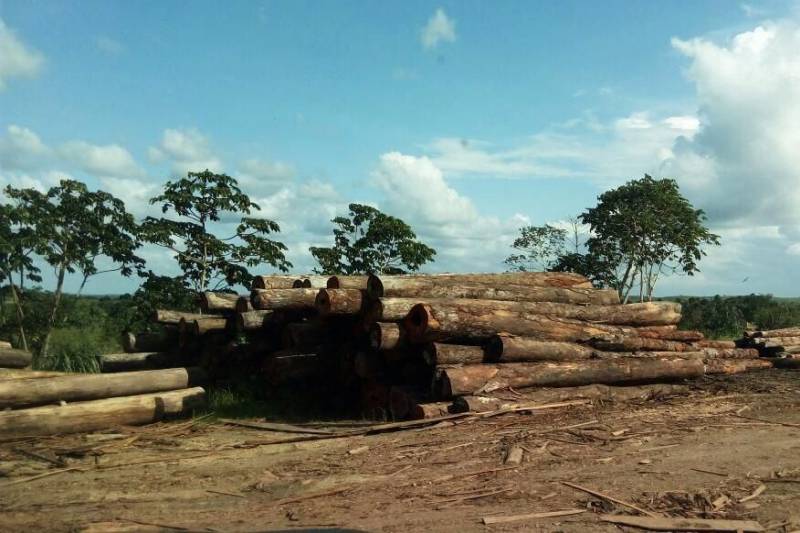 A interdição de serrarias clandestinas e apreensão de quase 3,5 mil metros cúbicos de madeira em toras, de várias espécies, foi o resultado da fiscalização feita pela Secretaria de Estado de Meio Ambiente e Sustentabilidade (Semas), no município de Santa Luzia do Pará, nordeste do Estado, na quarta-feira (7). O flagrante ocorreu depois de uma investigação da equipe de fiscais da Semas, que detectou a atividade ilícita no município. Quatro serrarias funcionavam totalmente irregulares na localidade de Vila Nazaré, em Santa Luzia. As serrarias não estão inscritas no sistema de Cadastro de Consumidores de Produtos Florestais (Ceprof), da Semas; não têm licença ambiental de operação e nem alvará de funcionamento, documentos indispensáveis à legalização da exploração florestal.
FOTO: ASCOM / SEMAS
DATA: 08.03.2018
SANTA LUZIA DO PARÁ <div class='credito_fotos'>Foto: ASCOM SEMAS | <a href='/midias/2018/originais/d306e6ca-8f6c-43dd-b8c7-b15b69805639.jpg' download><i class='fa-solid fa-download'></i> Download</a></div>