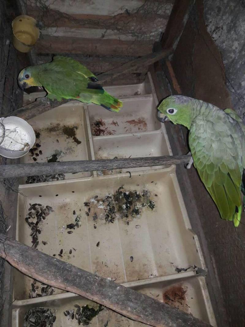 Combater maus-tratos e o comércio ilegal de animais silvestres nas cidades de Belém e Castanhal, na Região Metropolitana, foi o objetivo da operação "Arco e Flexa” pela Polícia Civil na manhã desta quinta-feira (26). Realizada por policiais civis da Divisão Especializada em Meio Ambiente (Dema), a ação contou com investigações sobre locais onde galos eram usados em rinhas e de cativeiros de aves silvestres, que eram comercializadas. As investigações que resultaram na operação foram coordenadas pelos delegados Rayrton Carneiro e Cláudio Gomes. Em Castanhal, no Bairro Nova Olinda, foram resgatados 42 galos da espécie Índio Brasileiros (foto), que eram mantidos em cativeiro e usados em rinhas, mediante apostas em dinheiro. Os galos resgatados, disse o delegado Luis Xavier, diretor da Dema, apresentam mutilações decorrentes das brigas e dos maus-tratos a quem eram submetidos.
FOTO: ASCOM / POLÍCIA CIVIL
DATA: 26.04.2018
CASTANHAL - PARÁ <div class='credito_fotos'>Foto: Ascom / Polícia Civil | <a href='/midias/2018/originais/d3698147-651a-4924-b63d-4f684e49c36c.jpg' download><i class='fa-solid fa-download'></i> Download</a></div>