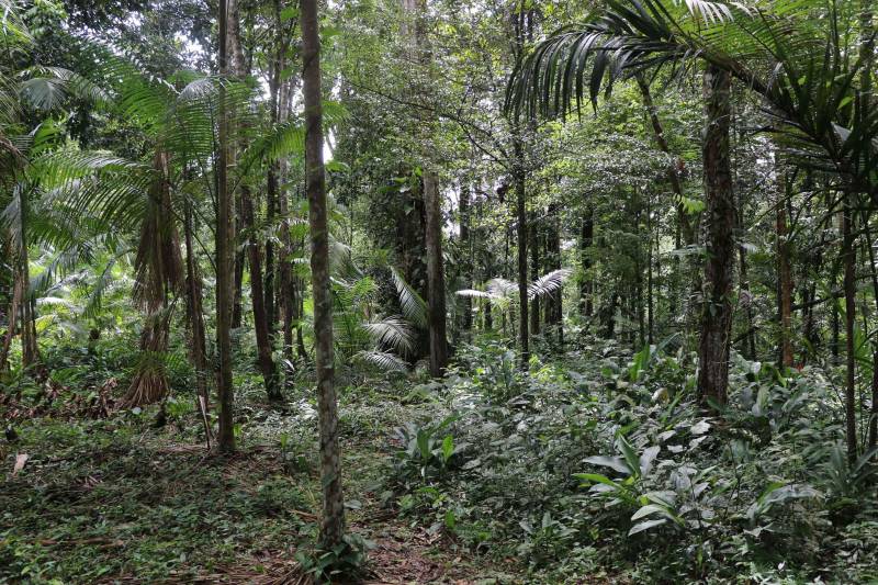 O Instituto de Desenvolvimento Florestal e da Biodiversidade (Ideflor-bio) inaugura neste final de semana a primeira trilha de longo curso do Pará. Com 30 quilômetros de extensão, a Rota do Guarumã passa pelas cidades de Belém, Ananindeua, Marituba e Benevides, na Região Metropolitana da capital paraense. O percurso atravessa as Unidades de Conservação Parque Estadual do Utinga, Área de Proteção Ambiental Metropolitana de Belém e o Refúgio de Vida Silvestre Metrópole da Amazônia.

FOTO: ASCOM IDEFLOR
DATA: 14.12.2018
BELÉM - PARÁ
 <div class='credito_fotos'>Foto: Ascom Ideflor   |   <a href='/midias/2018/originais/d5658574-fc00-4296-9742-8d15ef3ffb9a.jpg' download><i class='fa-solid fa-download'></i> Download</a></div>