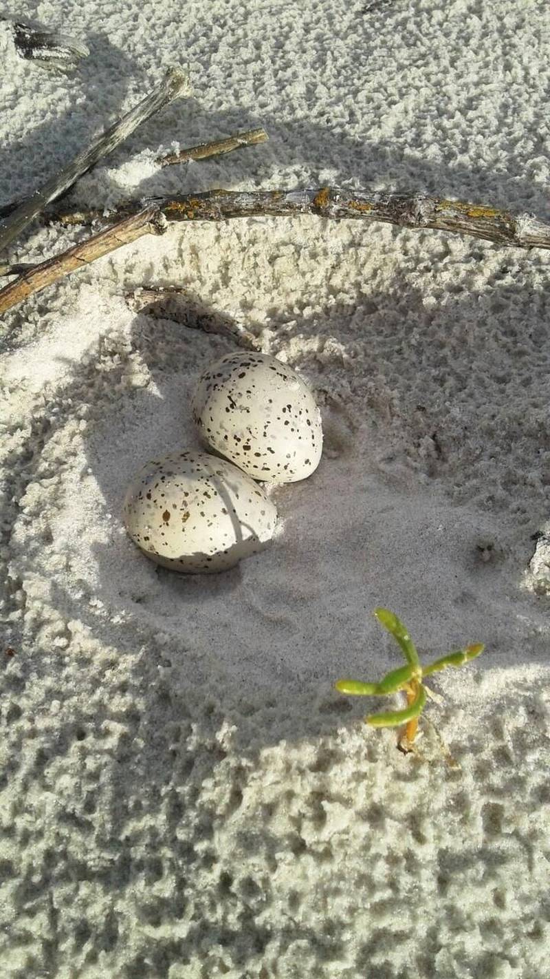 Cerca de 1.500 ovos de aves marinhas (foto) que começaram a desova em maio, na praia do Atalaia, em Salinópolis, ganharam um importante apoio neste final de semana, com o reforço da Zona de Exclusão de Veículos Automotores, uma das inovações da Operação Verão 2018, realizada pela Secretaria de Estado de Segurança Pública e Defesa Social (Segup). O santuário de ovos de gaivota é protegido pela Associação de Surf e Proteção Ambiental de Salinópolis, fundada em 2006 pelo local Antônio Paulo da Conceição, com o objetivo de proteger áreas ambientais e que hoje conta com 70 surfistas associados. Localizado após a área conhecida como pedral e onde esportistas praticam modalidades aquáticas, o santuário é cercado por bandeiras brancas, para mostrar que lá está um espaço ambiental e impedir curiosos, deixando os ovos mais seguros.
FOTO: ASCOM / SEGUP
DATA: 01.07.2018
SALINÓPOLIS - PARÁ <div class='credito_fotos'>Foto: Ascom Segup | <a href='/midias/2018/originais/d5b25daf-f5f6-4d59-9744-977725232e2f.jpg' download><i class='fa-solid fa-download'></i> Download</a></div>