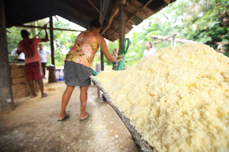 O dia começa cedo para a família do agricultor Adilson dos Santos, 33 anos. Produtores de mandioca da comunidade quilombola Boa Vista do Itá, de Santa Izabel do Pará, região metropolitana de Belém, eles são o retrato de uma tradição que vem se perpetuando por gerações e garantindo na mesa dos paraenses o produto que é a base alimentar do Estado. Do plantio ao beneficiamento, o lavrador herdou do pai a cultura que hoje é a principal fonte de renda da vila, onde vivem cerca de 50 famílias. No Pará, 96% da mandioca produzida vem da agricultura familiar. “Mandioca é pop, mandioca é tudo”, brinca Adilson. Ele está certo. Os produtos derivados da planta são diversos e ajudam a compor alguns dos pratos típicos mais conhecidos da região. Quase onipresente na mesa do paraense, a farinha é, muitas vezes, o alimento principal, nos sete dias da semana. Mas para chegar até as nossas casas, é preciso muito esforço e dedicação, aliado ao emprego de pesquisa e investimentos cada vez maiores do poder público. O conhecimento empírico do homem do campo hoje recebe o apoio de novas tecnologias e técnicas de plantio, que resultam em mais qualidade e produtividade.
FOTO: MÁCIO FERREIRA / AG PARÁ
DATA: 25.02.2018
SANTA IZABEL DO PARÁ
<div class='credito_fotos'>Foto: MÁCIO FERREIRA/ AG. PARÁ | <a href='/midias/2018/originais/d67111e6-38d4-4c34-bb7c-c5a04381bef5.jpg' download><i class='fa-solid fa-download'></i> Download</a></div>