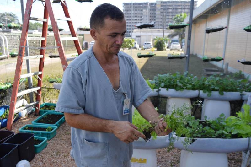 A preocupação com a alimentação saudável, livre de agrotóxicos e adubos químicos, vem aumentando nas primeiras décadas do século XXI. É nesse contexto que começam a ser adotados os alimentos orgânicos, produzidos com técnicas que respeitam o meio ambiente e visam a qualidade de vida de quem os consome. O Hospital Metropolitano de Urgência e Emergência (HMUE), em Ananindeua, implantou uma horta orgânica para pôr em prática os princípios da alimentação saudável e sustentabilidade. A unidade, gerenciada pela Pró-Saúde Associação Beneficente de Assistência Social e Hospitalar sob contrato com a Secretaria de Estado de Saúde Pública (Sespa), chega à sua terceira colheita de hortaliças em 2018, após meses de preparação e esforços dos colaboradores do Serviço de Higienização e Limpeza (SHL), que trabalharam na implantação e, agora, são os responsáveis pelo plantio, manutenção e colheita no espaço.

FOTO: ASCOM / HMUE
DATA: 23.03.2018
ANANINDEUA - PARÁ <div class='credito_fotos'>Foto: ASCOM HMUE   |   <a href='/midias/2018/originais/d6d23414-b399-4a62-bd58-1ca3b8888f85.jpg' download><i class='fa-solid fa-download'></i> Download</a></div>