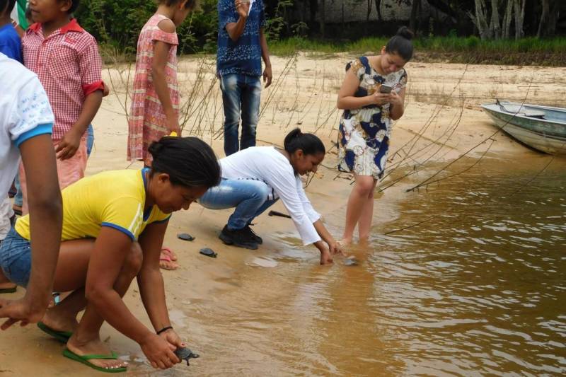 Mais de 2200 filhotes de tracajás e de tartarugas-da-amazônia foram soltos à beira do rio Araguaia na primeira semana de maio. A soltura foi realizada pela Gerência da Região Administrativa do Araguaia (GRA) do Instituto de Desenvolvimento Florestal e da Biodiversidade (Ideflor-bio), em parceira com o Instituto Ambiental Xambioá (IAX), no município de São Geraldo do Araguaia, no sudeste do Pará, e representou cerca 52% dos ovos de quelônios que foram resgatados em ações das instituições em 2017.
FOTO: ASCOM IDEFLOR-BIO
DATA: 08.05.2018
SÃO GERALDO DO ARAGUAIA - PARÁ <div class='credito_fotos'>Foto: ASCOM SEMAS | <a href='/midias/2018/originais/d7e47fea-226f-406a-8f37-c6beac71debd.jpg' download><i class='fa-solid fa-download'></i> Download</a></div>