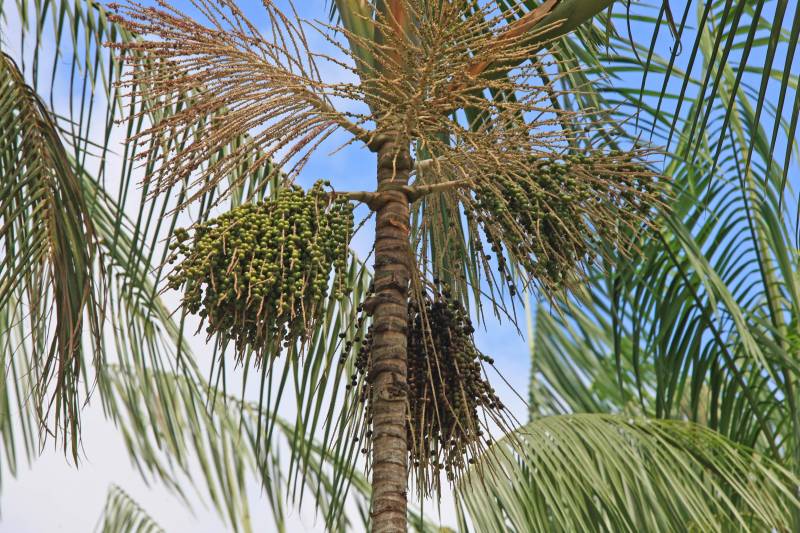 Fica no Pará a cidade que é conhecida como a capital mundial do açaí (foto). Igarapé-Miri, no Baixo Tocantins, localizada a cerca de 78 quilômetros de Belém, respira e vive do fruto que está na mesa do paraense há gerações. Com o desafio de transformar essa meca da produção açaizeira em uma potência industrial, o governo do Estado colocou o município na rota da Caravana Pará 2030, para apresentar aos empresários e produtores locais os benefícios de fazer parte do programa que traça novos horizontes e mercados para o açaí nosso de todo dia. Na última passagem da caravana por Igarapé-Miri, no mês passado, pelo menos sete empresas que hoje extraem a polpa do açaí buscaram informações junto à Secretaria de Estado de Desenvolvimento Econômico, Mineração e Energia (Sedeme) para saber mais sobre o programa de incentivos fiscais cujo objetivo é estimular a verticalização da produção. No município, três já são incentivadas: Amazon Palmitos Ltda., Nutrilatino Indústria e Comércio de Exportação e Importação Ltda. e Bony Açaí. As empresas que aderem ao programa recebem incentivo fiscal de até 95% e, em contrapartida, se comprometem a colocar no mercado produtos de maior valor agregado. “Precisamos deixar de ser um Estado meramente exportador de açaí in natura ou em polpa para nos tornarmos também um expoente na indústria. Hoje, grande parte do nosso fruto sai do Pará para ser industrializado em outros Estados. Ao trazer esse processo para cá, estaremos gerando empregos locais e promovendo o desenvolvimento”, defende o titular da Sedeme, Adnan Demachki.
FOTO: RODOLFO OLIVEIRA / AG. PARÁ
DATA: 16.03.2018
IGARAPÉ - MIRI - PARÁ <div class='credito_fotos'>Foto: Rodolfo Oliveira/Ag. Pará | <a href='/midias/2018/originais/d90fb69c-bdb1-4e3f-aeba-5d286d5f3bc2.jpg' download><i class='fa-solid fa-download'></i> Download</a></div>