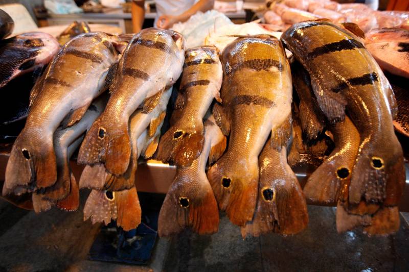 A proibição da saída do pescado durante a Semana Santa já vem sendo posta em prática há mais de duas décadas, mas, ao longo dos últimos anos, vem perdendo cada vez mais a eficácia. Na fato, pescado na feira do Ver-o-Peso.
FOTO: RODOLFO OLIVEIRA / ARQUIVO AG. PARÁ
DATA: 07.03.2018
BELÉM - PARÁ <div class='credito_fotos'>Foto: Rodolfo Oliveira/Ag. Pará | <a href='/midias/2018/originais/d9524348-5742-4750-899b-e9846592e448.jpg' download><i class='fa-solid fa-download'></i> Download</a></div>