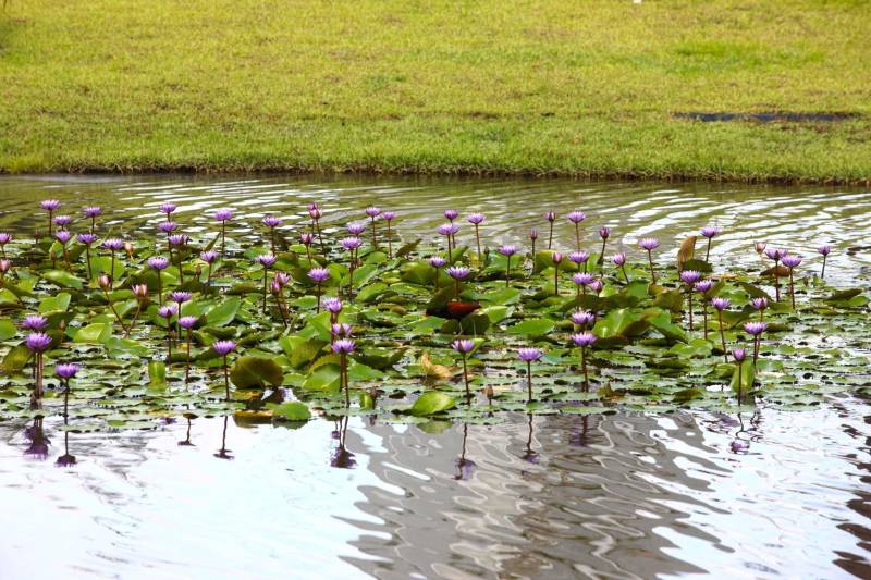 A floresta amazônica abriga aproximadamente 30 milhões espécies de vegetais, dentre esses as de maior destaque são a castanheira, a seringueira, o cacaueiro e um dos símbolos da Amazônia, a vitória-régia. No Parque Estadual do Utinga (Peut) -reaberto ao público pelo governo do Estado nos próximos dias 16 e 17 de março – em uma área de 1.393,088 hectares, é possível encontrar representantes dessas mesmas espécies. Criado para proporcionar um espaço de lazer à comunidade, o Peut é um verdadeiro laboratório desta biodiversidade.
FOTO: IGOR BRANDÃO / AG PARÁ
DATA: 13.03.2018
BELÉM - PARÁ <div class='credito_fotos'>Foto: IGOR BRANDÃO / AG. PARÁ | <a href='/midias/2018/originais/d98280f8-7411-48e4-a2ec-2db0926329bb.jpg' download><i class='fa-solid fa-download'></i> Download</a></div>