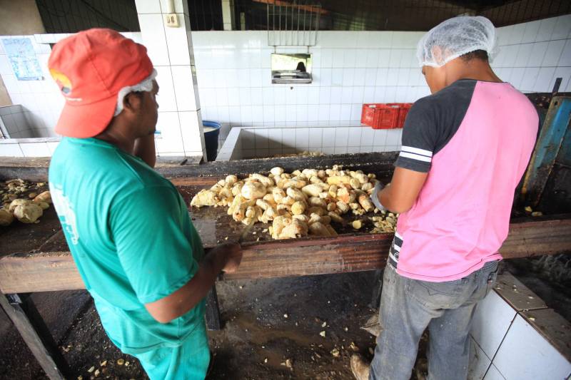 O dia começa cedo para a família do agricultor Adilson dos Santos, 33 anos. Produtores de mandioca da comunidade quilombola Boa Vista do Itá, de Santa Izabel do Pará, região metropolitana de Belém, eles são o retrato de uma tradição que vem se perpetuando por gerações e garantindo na mesa dos paraenses o produto que é a base alimentar do Estado. Do plantio ao beneficiamento, o lavrador herdou do pai a cultura que hoje é a principal fonte de renda da vila, onde vivem cerca de 50 famílias. No Pará, 96% da mandioca produzida vem da agricultura familiar. “Mandioca é pop, mandioca é tudo”, brinca Adilson. Ele está certo. Os produtos derivados da planta são diversos e ajudam a compor alguns dos pratos típicos mais conhecidos da região. Quase onipresente na mesa do paraense, a farinha é, muitas vezes, o alimento principal, nos sete dias da semana. Mas para chegar até as nossas casas, é preciso muito esforço e dedicação, aliado ao emprego de pesquisa e investimentos cada vez maiores do poder público. O conhecimento empírico do homem do campo hoje recebe o apoio de novas tecnologias e técnicas de plantio, que resultam em mais qualidade e produtividade.
FOTO: MÁCIO FERREIRA / AG PARÁ
DATA: 25.02.2018
SANTA IZABEL DO PARÁ
<div class='credito_fotos'>Foto: MÁCIO FERREIRA/ AG. PARÁ | <a href='/midias/2018/originais/dce7ec43-0651-4d43-a6a9-f148d1210f7b.jpg' download><i class='fa-solid fa-download'></i> Download</a></div>