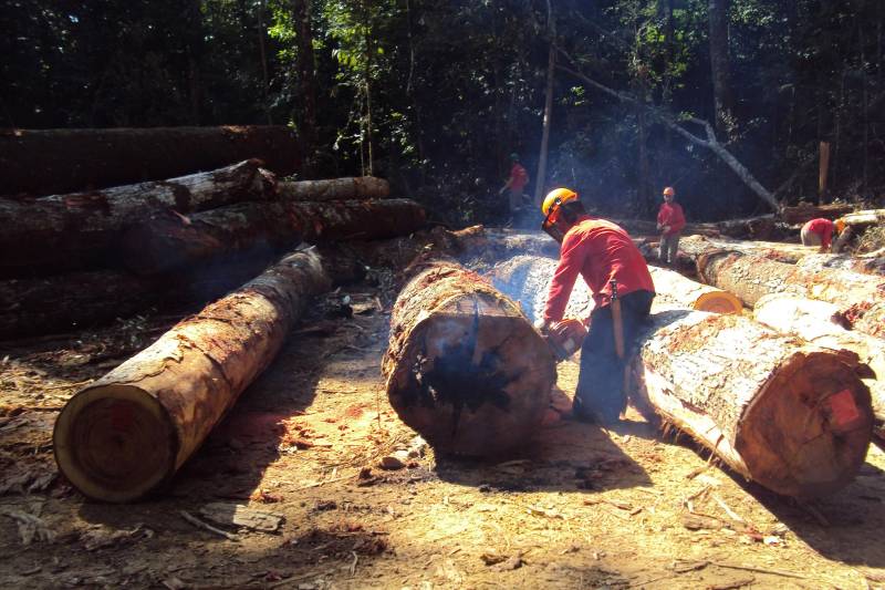 As visitas técnicas de safra consistem no acompanhamento das atividades de manejo florestal (planejamento florestal, de estradas e pátios, de seleção, corte, abate e arraste das árvores autorizadas que minimizem os impactos ambientais da atividade). As unidades são áreas de concessão pertencentes à Floresta Estadual do Paru, que possui oito contratos de concessão assinados.
FOTO: ASCOM IDEFLOR-BIO
DATA: 18.09.2015
ALMEIRIM - PARÁ <div class='credito_fotos'>Foto: Ascom Ideflor | <a href='/midias/2018/originais/de2ef631-d764-45e0-82e5-dd41ba8bde01.jpg' download><i class='fa-solid fa-download'></i> Download</a></div>