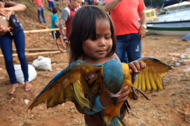 Eles vêm entoando cantos, em danças cadenciadas. A pele é pintada e os corpos estão cobertos por vestimentas típicas, feitas de miçangas, penas de animais e sementes de frutos. Exibem a exuberante força, que vem do coração, prontos para mais uma Semana dos Povos Indígenas. O maior evento do gênero no Estado começou neste domingo (15), com a chegada das cerca de 70 embarcações que se encontram no cruzamento dos rios Xingu e Fresco, na orla da cidade de São Félix do Xingu, sudeste do Pará.
FOTO: RODOLFO OLIVEIRA / AG. PARÁ
DATA: 15.04.2018
SÃO FÉLIX DO XINGU - PARÁ <div class='credito_fotos'>Foto: Rodolfo Oliveira/Ag. Pará | <a href='/midias/2018/originais/de446624-6cfd-437c-ab09-d543b39b2299.jpg' download><i class='fa-solid fa-download'></i> Download</a></div>