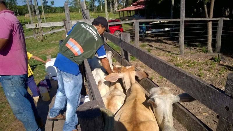 Uma comitiva com representantes do setor agropecuário do Pará participa da 86ª Seção Geral da Assembleia Mundial de Delegados, promovida pela Organização Mundial de Saúde Animal (OIE na sigla em inglês), que iniciou no domingo, 20, e segue até esta sexta-feira, 25, em Paris, na França. O estado do Pará, juntamente com os estados do Amapá, Amazonas e Roraima recebe, nesta quinta-feira, 24, a certificação internacional de área totalmente livre de febre aftosa com vacinação, tornando todo o Brasil 100% livre da doença. Durante a Assembleia Mundial dos Delegados da OIE, que reúne 800 representantes de 181 países signatários, serão discutidas normas de erradicação de doenças de animais (inclusive as transmissíveis a pessoas, como brucelose, tuberculose, influenza aviária e vaca louca), segurança sanitária do comércio internacional de animais e produtos de origem animal, bem-estar animal e alterações do Código Sanitário para Animais Terrestres. Também será apresentada a implantação dos Padrões da OIE pelos Países Membros da OIE, a situação atual e necessidades específicas de capacitação.
FOTO: ASCOM / ADEPARÁ
DATA: 23.05.2018
<div class='credito_fotos'>Foto: ASCOM ADEPARÁ | <a href='/midias/2018/originais/df9434ad-b2ff-437e-bdbc-cf1c894f2644.jpg' download><i class='fa-solid fa-download'></i> Download</a></div>