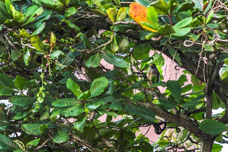 Contato com a natureza é algo que o ser humano normalmente deseja. Nesse quesito, os alunos e professores do Centro de Ciências Sociais e Educação (CCSE) da Universidade do Estado do Pará (Uepa) foram premiados: um casal de gaviões-carijós fez morada na castanheira situada no terreno ao lado do Centro.
FOTO: NAILANA THIELY / ASCOM UEPA
DATA: 05.03.2018
BELÉM - PARÁ <div class='credito_fotos'>Foto: Nailana Thiely / Ascom Uepa | <a href='/midias/2018/originais/dfaec044-3984-4817-9107-5126b8523c6f.jpg' download><i class='fa-solid fa-download'></i> Download</a></div>
