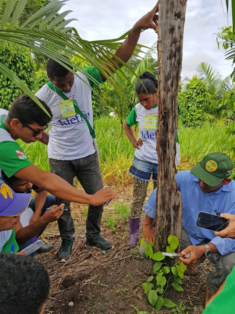 O município de Tomé-Açu, no nordeste paraense, sediará entre os dias 26 e 29 de março uma capacitação, realizada pelo Instituto de Desenvolvimento Florestal e da Biodiversidade (Ideflor-bio). O curso abordará a “Implantação de Sistemas Agroflorestais Comerciais (SAFs)” em áreas de agricultura familiar, promovendo o intercâmbio para a demonstração de experiências exitosas na implantação de SAFs no território paraense. A iniciativa é voltada aos agricultores familiares de Tomé-Açu beneficiários do Prosaf, projeto coordenado pela Diretoria de Desenvolvimento da Cadeia Florestal (DDF), do Ideflor-bio. O projeto atende, no município, 22 agricultores familiares, os quais tiveram suas terras preparadas mecanicamente para a implantação dos SAFs e receberam insumos, como sementes e calcário.
FOTO: ASCOM / IDEFLOR
DATA: 23.03.2018
TOMÉ-AÇÚ - PARÁ
<div class='credito_fotos'>Foto: Ascom Ideflor | <a href='/midias/2018/originais/e1a3ec53-4f04-48dd-ac2c-d56d4addfa89.jpg' download><i class='fa-solid fa-download'></i> Download</a></div>