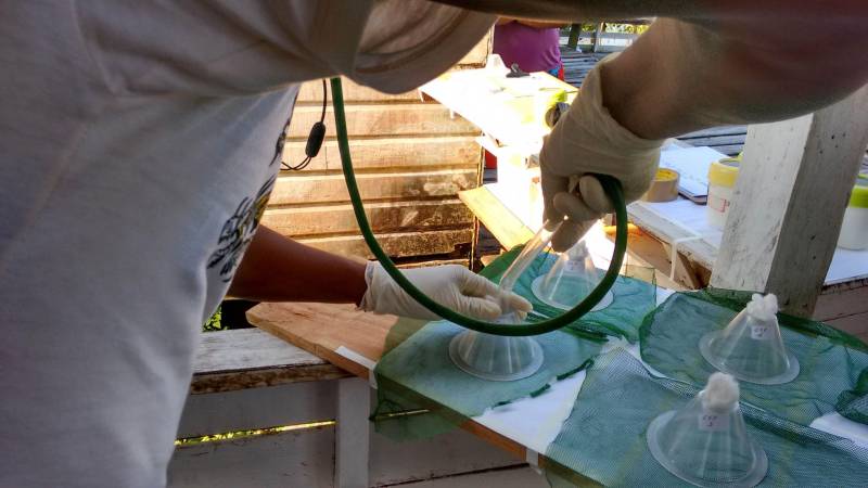 Pouca gente sabe, mas a Divisão de Entomologia do Laboratório Central do Estado (Lacen-PA) é responsável pelas pesquisas de campo que são fundamentais para o combate às endemias no Pará. A finalidade é observar e pesquisar o comportamento dos principais insetos transmissores de doenças como doença de Chagas, dengue, malária e leishmaniose e, assim, decidir qual a melhor estratégia de combate a ser usada. Tendo como responsável a bióloga entomologista Paoola Vieira, a Divisão trabalha, principalmente, integrada ao Departamento de Controle de Endemias da Secretaria de Estado de Saúde Pública (Sespa), setor que apresenta as demandas de ações de campo. "Trabalhamos com os vetores das principais endemias do estado: doenças de Chagas, leishmaniose, dengue e febre amarela. Então, o controle de todas as doenças transmitidas por vetores passa por aqui", informou Paoola. Na foto, avaliação de mosquiteiros.
FOTO: ASCOM / SESPA
DATA: 03.05.2018
<div class='credito_fotos'>Foto: ASCOM SESPA | <a href='/midias/2018/originais/e26c8160-6236-4e9e-9d6c-5103df2e864a.jpg' download><i class='fa-solid fa-download'></i> Download</a></div>