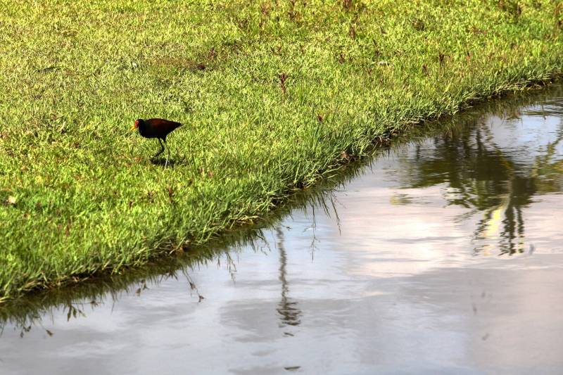 Com uma área equivalente a 1340 campos de futebol (1.340 hectares) o Parque Estadual do Utinga possui uma fauna (foto) exuberante com mais de 200 espécies de aves registradas e a maior biodiversidade de peixes em parques em todo o mundo com 90 espécies de peixes catalogadas. Na foto, o Frango Dágua.
FOTO: IGOR BRANDÃO / AG. PARÁ
DATA: 06.03.2018
BELÉM - PARÁ <div class='credito_fotos'>Foto: IGOR BRANDÃO / AG. PARÁ | <a href='/midias/2018/originais/e2fdc849-8f1b-4d1f-b7e9-a18253df1a2d.jpg' download><i class='fa-solid fa-download'></i> Download</a></div>
