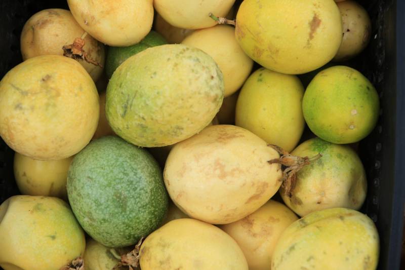 Com a chegada do verão, é importante reforçar o consumo de frutas para a absorção de nutrientes importantes e também para o combate à desidratação. Como toda a estação, existem as frutas da época, que, por conta da oferta, costumam ficar mais baratas. Uma das opções para a compra de frutas da estação é a Central de Abastecimento do Pará (Ceasa).
FOTO: RODOLFO OLIVEIRA / AG. PARÁ
DATA: 09.07.2018
BELÉM - PARÁ <div class='credito_fotos'>Foto: Rodolfo Oliveira/Ag. Pará | <a href='/midias/2018/originais/e4b787cd-edc5-4aea-927f-c5e7f43c187a.jpg' download><i class='fa-solid fa-download'></i> Download</a></div>