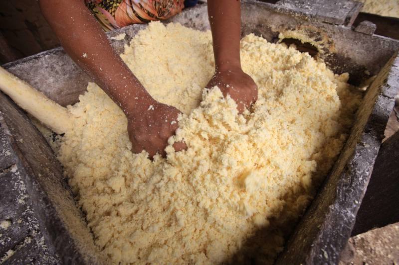 O dia começa cedo para a família do agricultor Adilson dos Santos, 33 anos. Produtores de mandioca da comunidade quilombola Boa Vista do Itá, de Santa Izabel do Pará, região metropolitana de Belém, eles são o retrato de uma tradição que vem se perpetuando por gerações e garantindo na mesa dos paraenses o produto que é a base alimentar do Estado. Do plantio ao beneficiamento, o lavrador herdou do pai a cultura que hoje é a principal fonte de renda da vila, onde vivem cerca de 50 famílias. No Pará, 96% da mandioca produzida vem da agricultura familiar. “Mandioca é pop, mandioca é tudo”, brinca Adilson. Ele está certo. Os produtos derivados da planta são diversos e ajudam a compor alguns dos pratos típicos mais conhecidos da região. Quase onipresente na mesa do paraense, a farinha é, muitas vezes, o alimento principal, nos sete dias da semana. Mas para chegar até as nossas casas, é preciso muito esforço e dedicação, aliado ao emprego de pesquisa e investimentos cada vez maiores do poder público. O conhecimento empírico do homem do campo hoje recebe o apoio de novas tecnologias e técnicas de plantio, que resultam em mais qualidade e produtividade.
FOTO: MÁCIO FERREIRA / AG PARÁ
DATA: 25.02.2018
SANTA IZABEL DO PARÁ
<div class='credito_fotos'>Foto: MÁCIO FERREIRA/ AG. PARÁ | <a href='/midias/2018/originais/e50adddf-aaad-4014-b9f0-ca309f407828.jpg' download><i class='fa-solid fa-download'></i> Download</a></div>