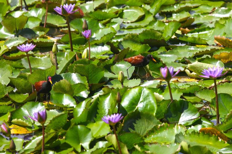 Bastante aguardado, o novo Parque Estadual do Utinga (PEUt) será reaberto ao público pelo Governo do Estado nos próximos dias 16 e 17 de março. Os serviços do mais importante espaço de preservação e estudo da biodiversidade dentro da Região Metropolitana de Belém serão oferecidos em caráter experimental. Na sexta-feira, a partir das 16h30, serão realizadas apresentações artísticas, com o Boi Veludinho, crianças do Pro Paz e a premiada Orquestra Sinfônica do Theatro da Paz. A apresentação será em um espaço ao ar livre e não será necessária a retirada de ingressos, por esse motivo, a recomendação é que o público chegue cedo, porque a entrada será fechada quando o espaço estiver lotado. No sábado, será realizada uma grande caminhada, a partir das 8 horas, com paradas para informações educativas sobre a fauna, flora e sobre os novos espaços. Por conta da grande quantidade de pessoas, incluindo crianças e idosos, o Corpo de Bombeiros recomendou e, a organização do evento acatou, a necessidade de se evitar durante a manhã do sábado o trânsito de veículos sobre rodas, como carros, bicicletas, skates e patins. Depois das 12 horas e durante todo o funcionamento do parque, a entrada e o uso por praticantes desta modalidade está completamente liberada no Parque. No domingo, o parque funciona normalmente ao público no horário de 5h30 às 17h, assim como nos outros dias, de segunda a segunda.
FOTO: IGOR BRANDÃO / AG PARÁ
DATA: 11.032018
BELÉM - PARÁ <div class='credito_fotos'>Foto: IGOR BRANDÃO / AG. PARÁ | <a href='/midias/2018/originais/e5a6b64b-8700-45c2-9e6d-1ab24971d08d.jpg' download><i class='fa-solid fa-download'></i> Download</a></div>
