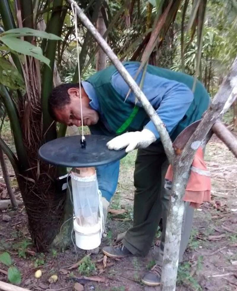 Pouca gente sabe, mas a Divisão de Entomologia do Laboratório Central do Estado (Lacen-PA) é responsável pelas pesquisas de campo que são fundamentais para o combate às endemias no Pará. A finalidade é observar e pesquisar o comportamento dos principais insetos transmissores de doenças como doença de Chagas, dengue, malária e leishmaniose e, assim, decidir qual a melhor estratégia de combate a ser usada. Tendo como responsável a bióloga entomologista Paoola Vieira, a Divisão trabalha, principalmente, integrada ao Departamento de Controle de Endemias da Secretaria de Estado de Saúde Pública (Sespa), setor que apresenta as demandas de ações de campo. "Trabalhamos com os vetores das principais endemias do estado: doenças de Chagas, leishmaniose, dengue e febre amarela. Então, o controle de todas as doenças transmitidas por vetores passa por aqui", informou Paoola. Na foto, coleta de espécimes de mosquitos Anopheles e mosquito palha.
FOTO: ASCOM / SESPA
DATA: 03.05.2018
<div class='credito_fotos'>Foto: ASCOM SESPA | <a href='/midias/2018/originais/e6003258-d765-4be9-8efa-960cd811434e.jpg' download><i class='fa-solid fa-download'></i> Download</a></div>