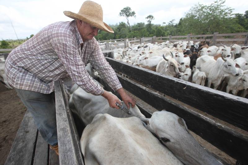 Iniciada no dia 15 de março, a campanha de vacinação contra a febre aftosa (foto) nos municípios de Faro e Terra Santa, no oeste do Pará, termina no próximo dia 30 de abril. Faltando menos de uma semana para o encerramento da campanha, a Agência de Defesa Agropecuária do Estado do Pará (Adepará) alerta o produtor que, após efetuar a vacinação do rebanho, a declaração deve ser feita até o dia 15 de maio no escritório da Agência mais próximo de seu município. Com previsão de vacinar aproximadamente 32 mil bovídeos em mais de 600 propriedades rurais, a Adepará informa que o criador que não vacinar e não declarar será notificado e autuado, ficando impedido de retirar a Guia de Trânsito Animal (GTA), circular e ou comercializar os animais até que a situação seja regularizada junto à Adepará.
FOTO: SIDNEY OLIVEIRA / ARQUIVO AG. PARÁ
DATA: 17.12.2017 <div class='credito_fotos'>Foto: Sidney Oliveira/Ag. Pará | <a href='/midias/2018/originais/e6ce30f0-952c-48c6-924d-9eaa3b3d3e82.jpg' download><i class='fa-solid fa-download'></i> Download</a></div>
