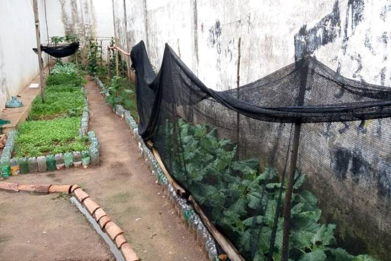 O Centro de Recuperação Agrícola Silvio Hall de Moura (CRASHM), localizado em Santarém, na região Oeste do Para, e ligado à Superintendência do Sistema Penitenciário do estado do Pará (Susipe), desenvolve projetos vinculados ao cultivo de hortaliças e plantas medicinais, tendo como público-alvo presos dos regimes fechado e semiaberto.

FOTO: ASCOM CRGBA
DATA: 26.11.2018
SANTARÉM - PARÁ <div class='credito_fotos'>Foto: ASCOM CRGSP   |   <a href='/midias/2018/originais/e8567d7d-0bd7-4f97-b16d-cbcb99294771.jpg' download><i class='fa-solid fa-download'></i> Download</a></div>