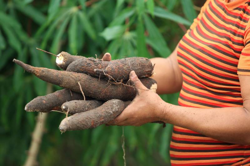 O múltiplo aproveitamento da mandioca será um dos temas do congresso que ocorrerá em Belém, de 12 a 16 de março. Além dos vários tipos de farinha, do tucupi e da goma, que estão entre os produtos derivados mais consumidos pelo paraense, a raiz da mandioca é hoje aproveitada na alimentação animal
FOTO: MÁCIO FERREIRA / ARQUIVO AG. PARÁ
DATA: 03.03.2018
SANTA ISABEL DO PARÁ - PARÁ <div class='credito_fotos'>Foto: MÁCIO FERREIRA/ AG. PARÁ | <a href='/midias/2018/originais/e889cd06-a6dc-4386-bc01-65b86e75d7c6.jpg' download><i class='fa-solid fa-download'></i> Download</a></div>