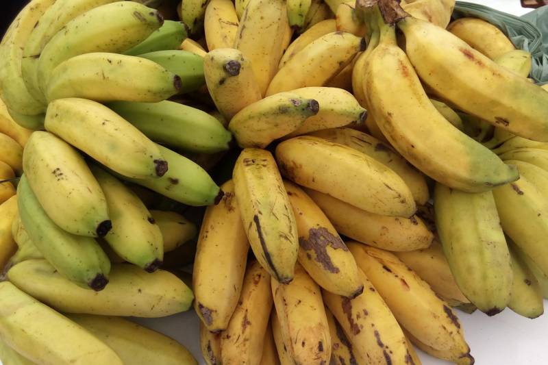Valorizar o trabalho do pequeno produtor, com a venda direta ao consumidor, é o principal objetivo da I Feira da Agricultura Familiar e Artesanato de Marapanim, no nordeste paraense, realizada até sábado (31).
FOTO: ASCOM EMATER
DATA: 01.04.2018
MARAPANIM - PARÁ <div class='credito_fotos'>Foto: ASCOM EMATER | <a href='/midias/2018/originais/ebaaa5eb-9ba7-469b-9718-190787f2015c.jpg' download><i class='fa-solid fa-download'></i> Download</a></div>